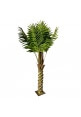 Palm Tree for hire 8ft